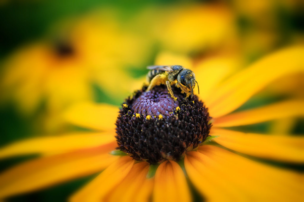 Bee-on-Black-Eyed-Susan-1024x683.jpg