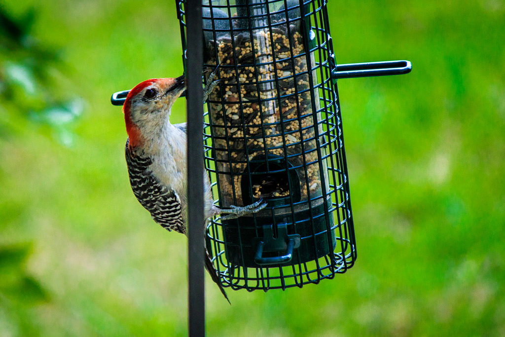 Red-Bellied-Woodpecker-1024x683.jpg