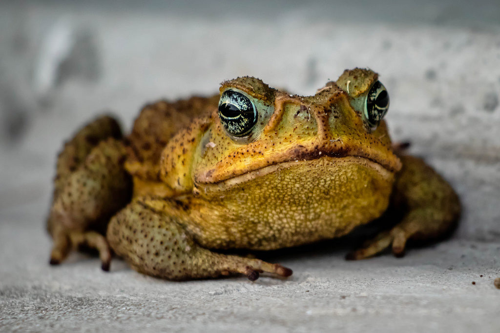 Cane-Toad-1024x683.jpg