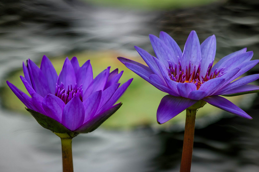 Water-Lilies-in-Naples-Botanical-Garden-1024x683.jpg